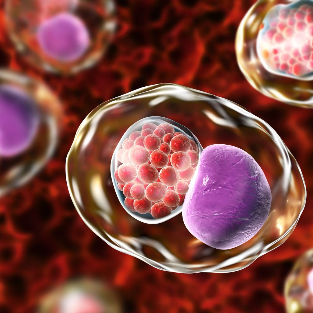 Enhanced Cellular Function